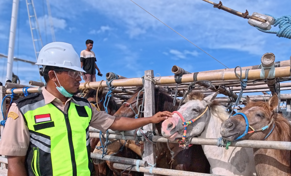 Kuda Potong, Komoditas Andalan dari Pulau Sumbawa, NTB