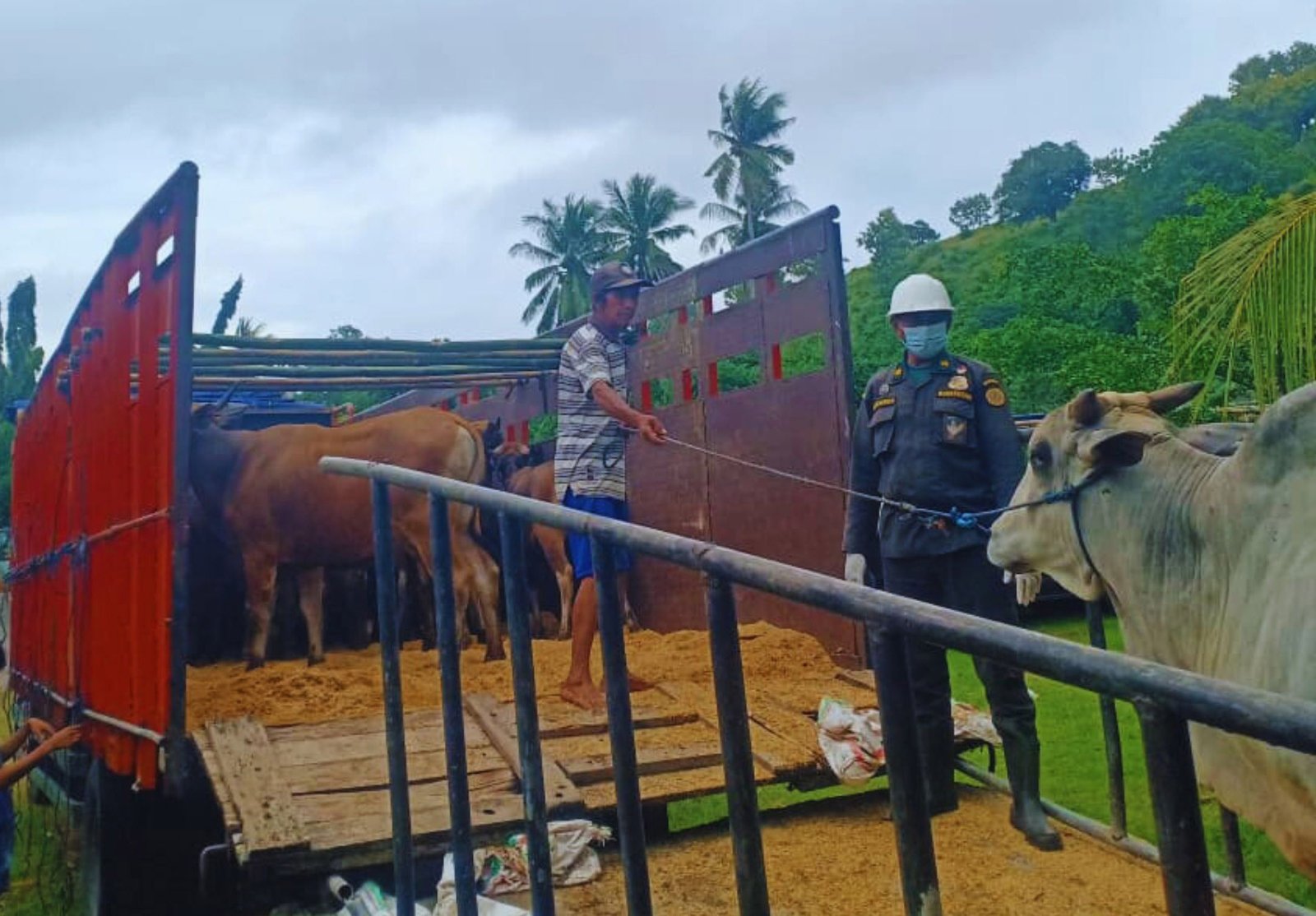 Kecil, Gemuk, dan Sintal, Sapi Bali Asal Sumbawa Pilihan Cermat Berkurban
