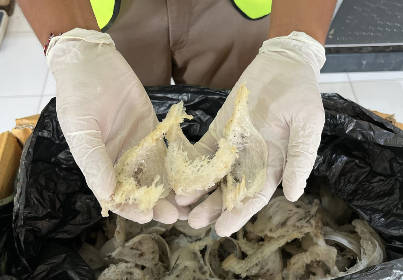 Sarang Burung Walet, Si Emas Putih Incaran Industri Kecantikan dan Kesehatan