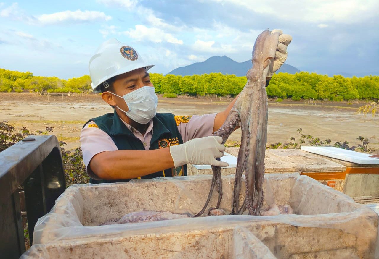 Komoditas Perikanan Laut Sumbawa: Sehat, Siap Pasar, dan Lestari!