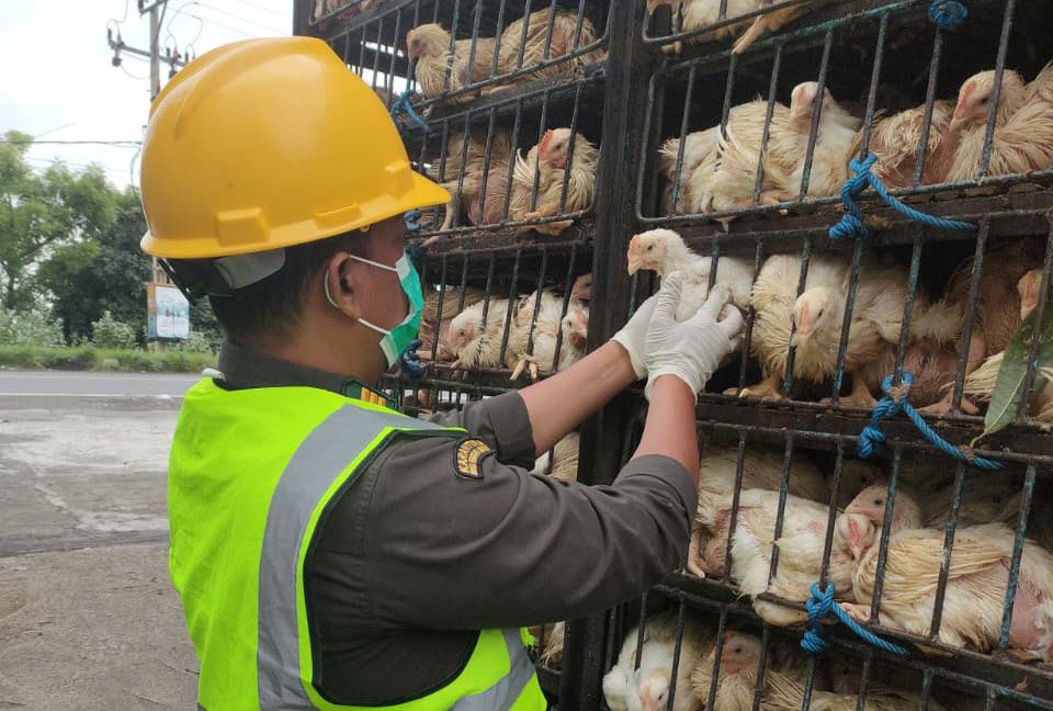Ayam Broiler, Komoditas Favorit untuk Penuhi Kebutuhan Protein Hewani di Pulau Sumbawa