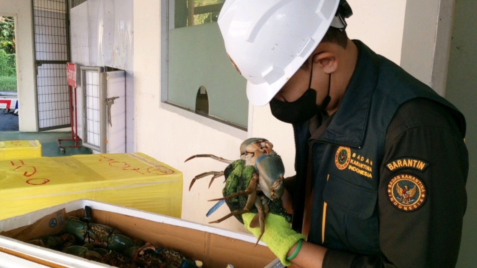 Karantina NTB Perkuat Sertifikasi, Jamin Kepiting Lombok Tembus Pasar Ekspor