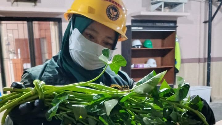 Aman dan Layak, Karantina NTB Pastikan Distribusi Kangkung Asal Lombok Bebas OPTK