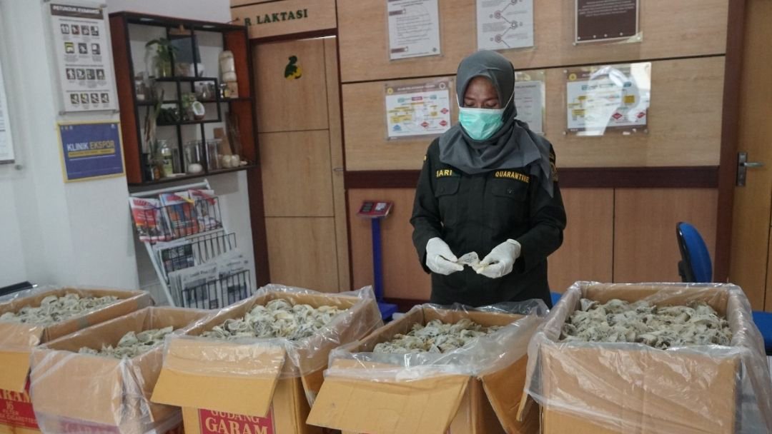 Karantina NTB Sertifikasi 773,8 Kg Sarang Burung Walet Asal Sumbawa Dalam Satu Bulan 